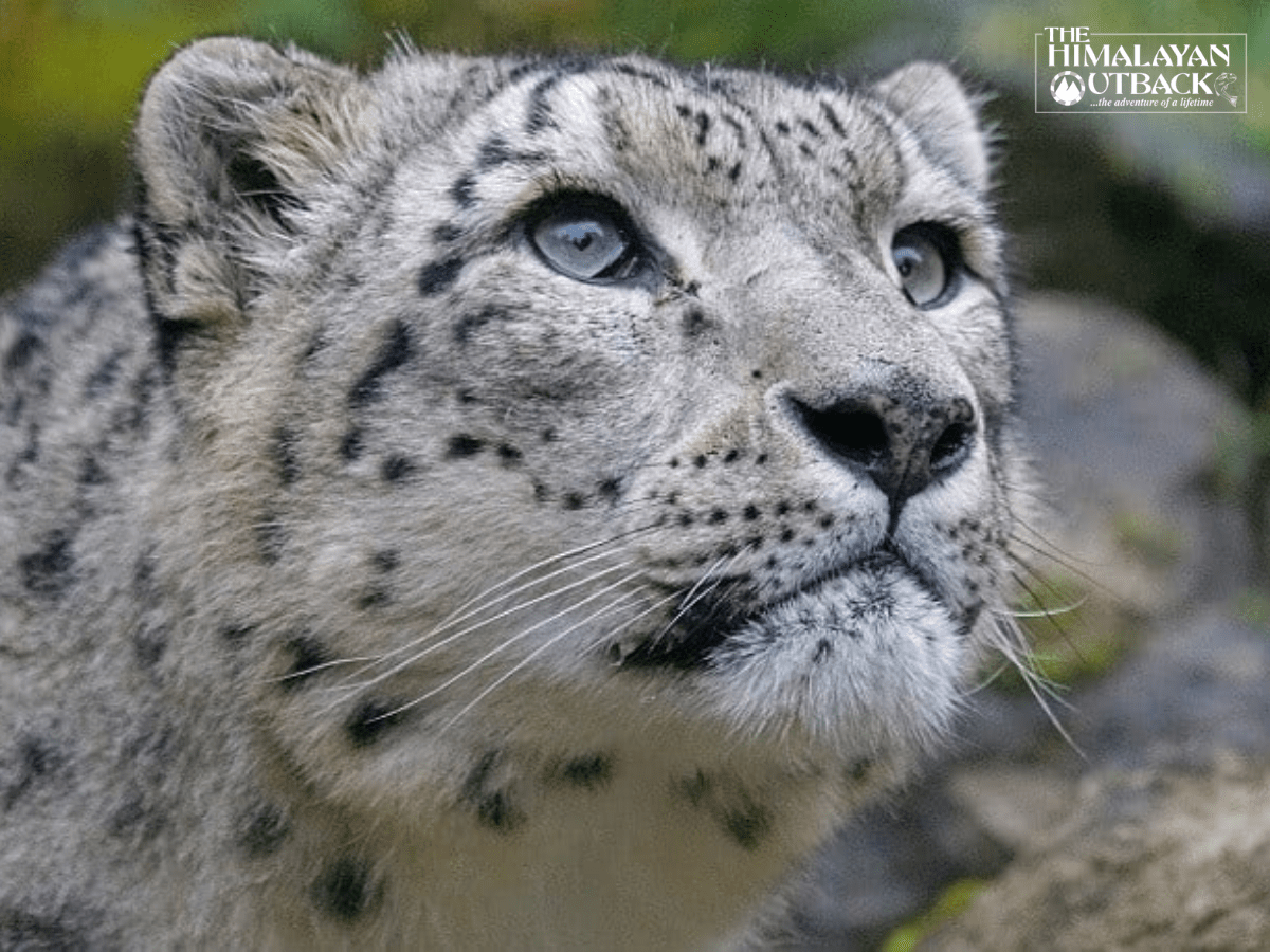 The Elusive Snow Leopard In Spiti Valley- Himalayan OutBack