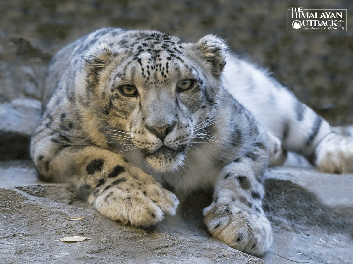 10 Best National Parks to Spot Snow Leopards in India