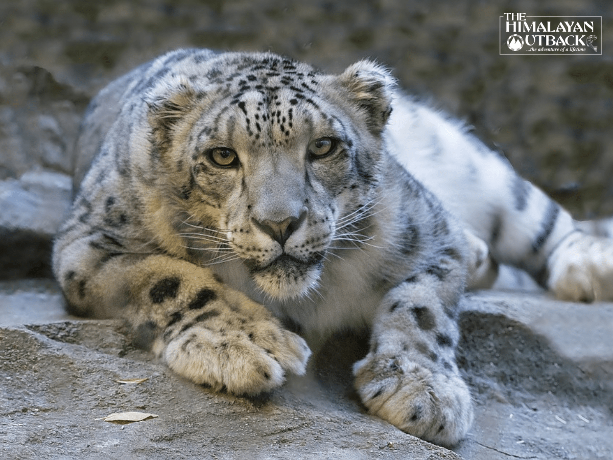 Snow Leopard Trekking Spiti Valley - Himalayan OutBack