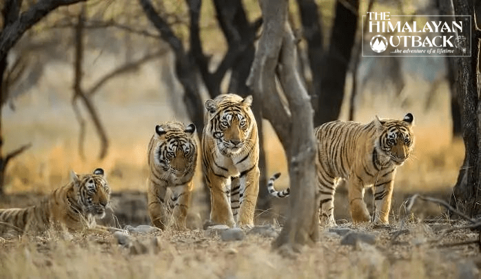 best places for safer wildlife safari trips