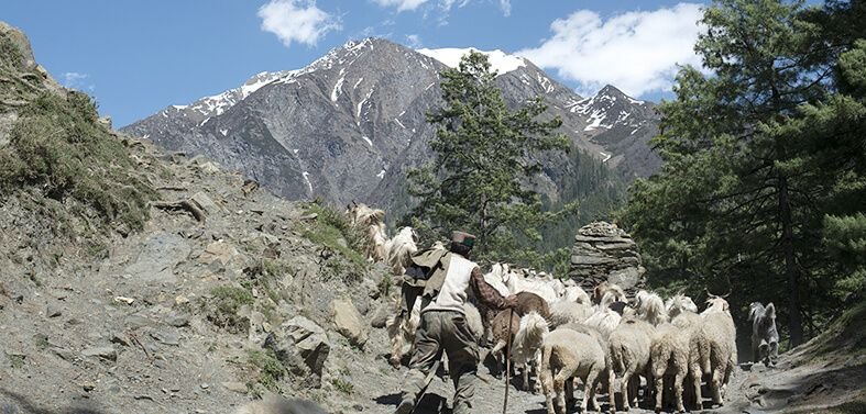 Shepherds Trail Trek In India | Himalayan Outback