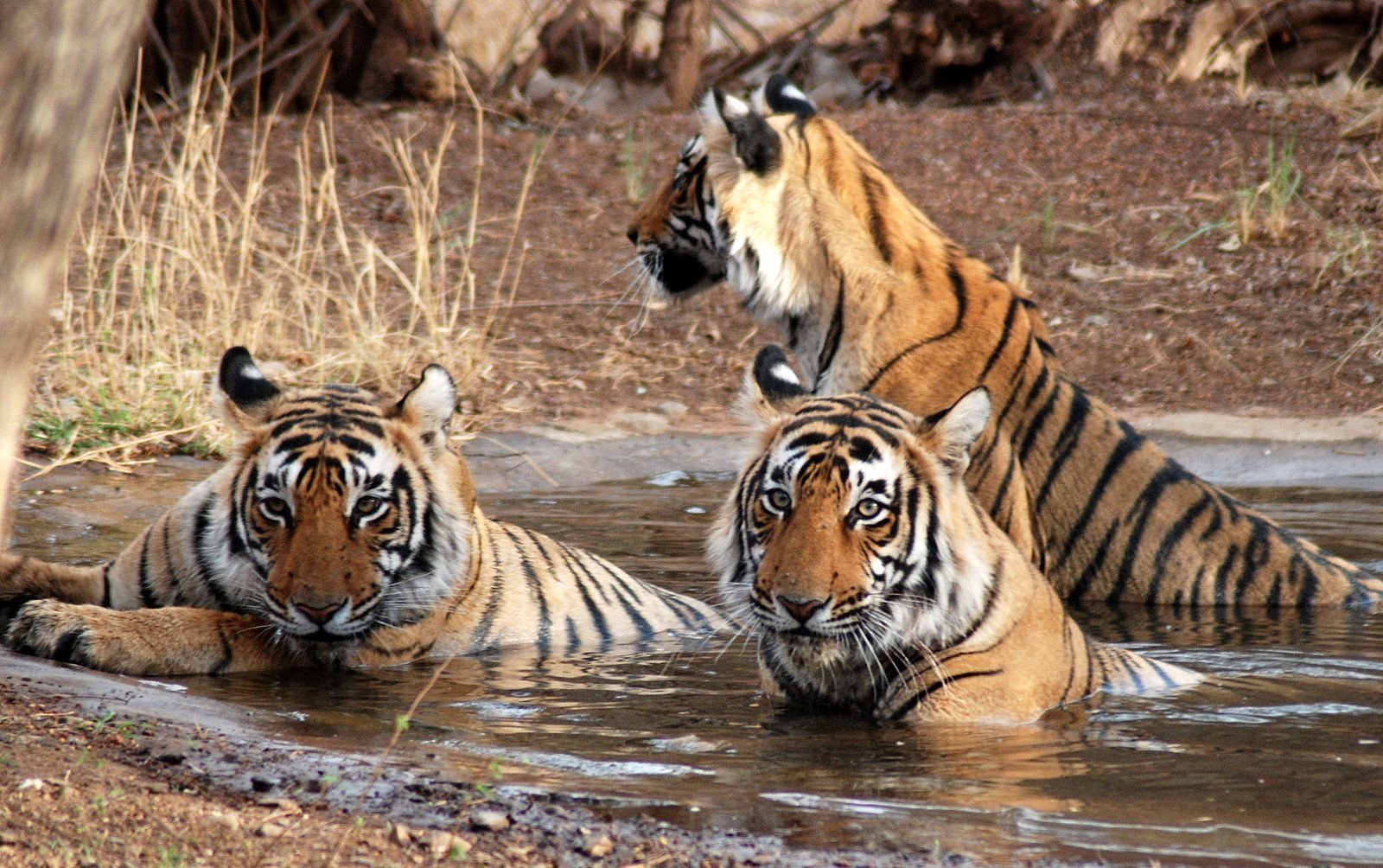 Wildlife Adventure Tours and Trips in India