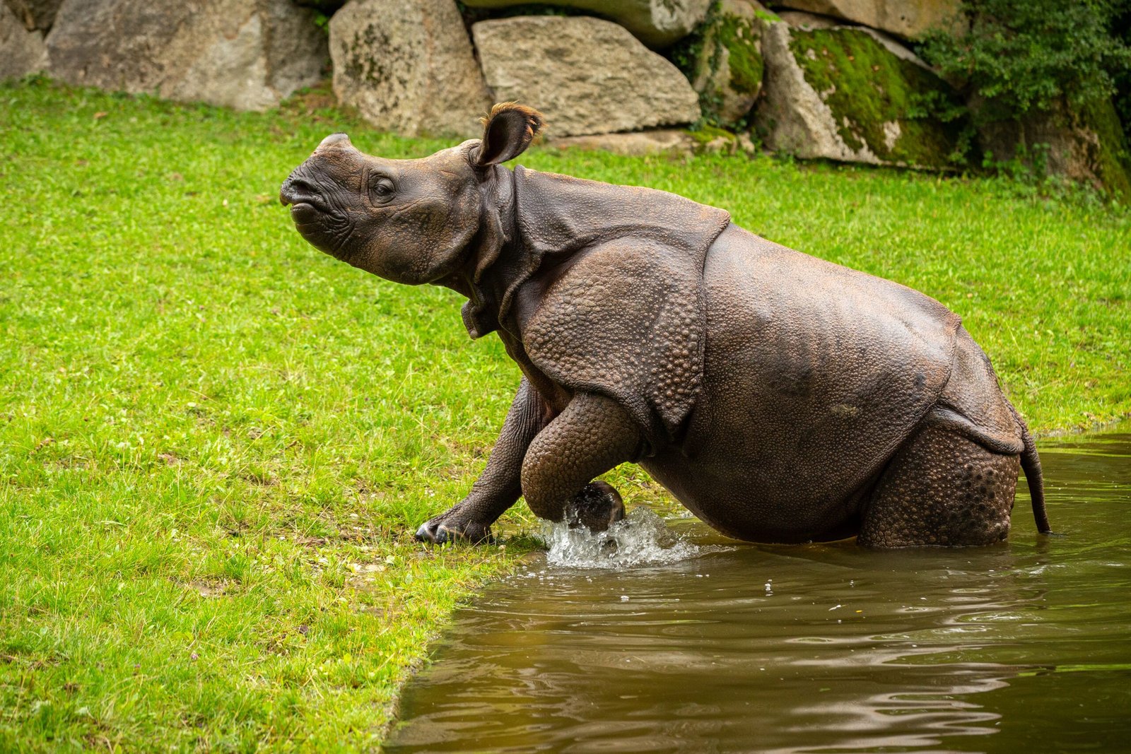 Facts About Rhinoceros That Will Surprise You For Sure