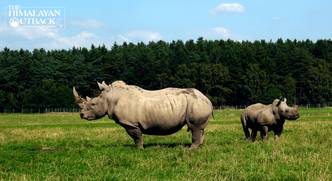 Facts About Rhinoceros That Will Surprise You For Sure