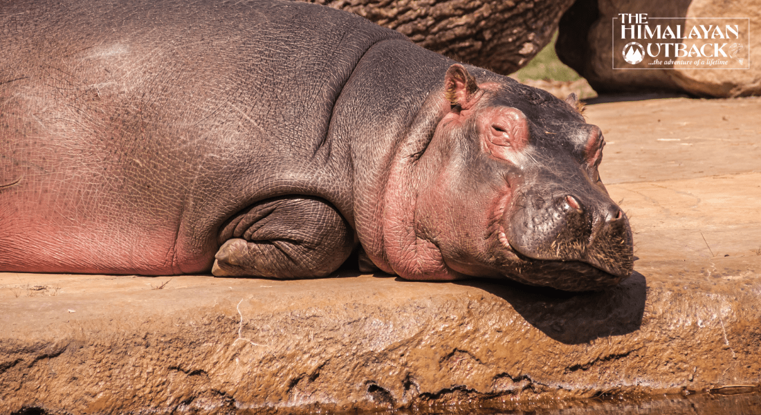 Rhinoceros have sensitive skin.