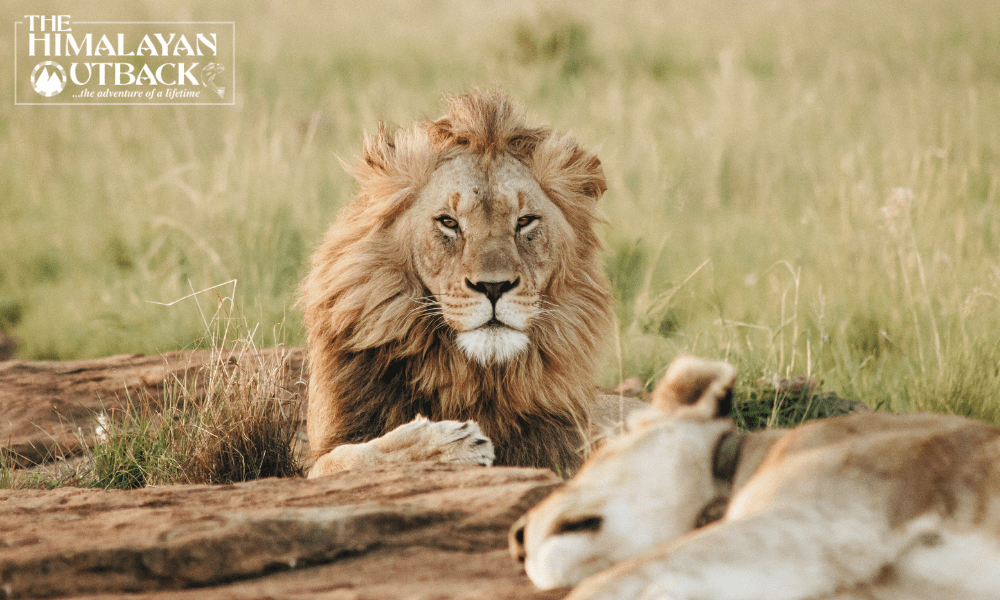 Interesting Facts About Lions 