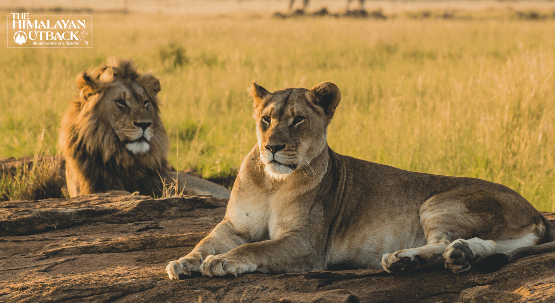 Interesting Facts About Lions that you will enjoy