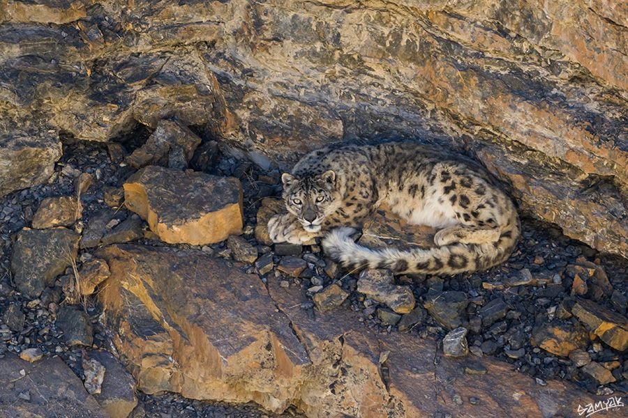Searching for the Snow Leopard: Guardian of the High Mountains