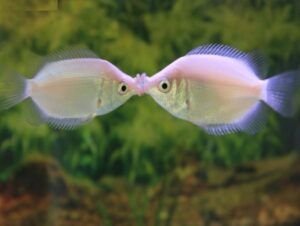 Lobless Fish 10 Rarest Fish Species In The World