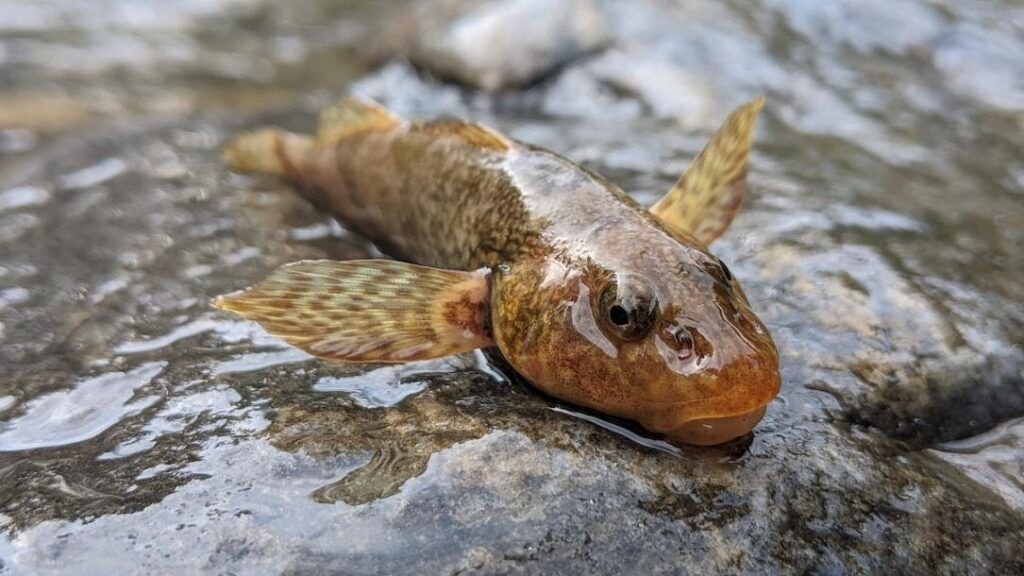 10 Rarest Fish Species In The World