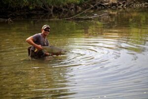 Goonch fishing