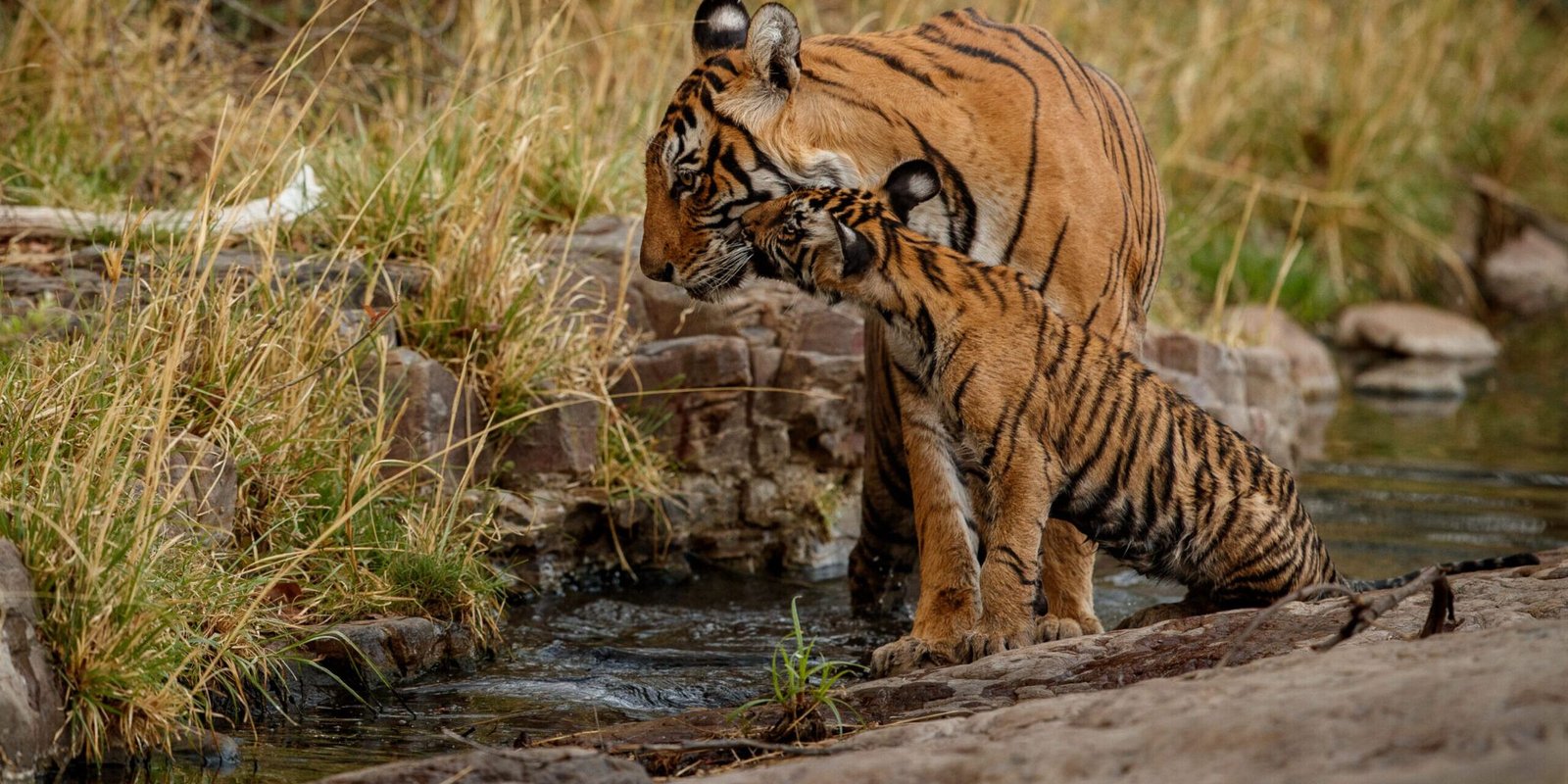 tiger safari in jim corbett