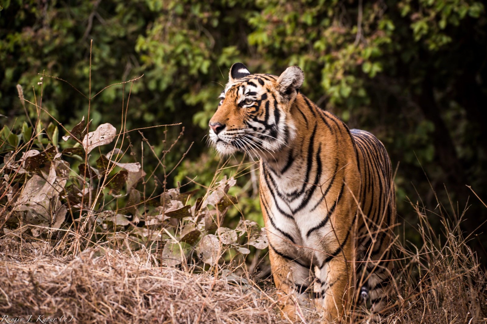 Ranthambore-Tiger-T-19-1-of-1-2-scaled-2400x1600