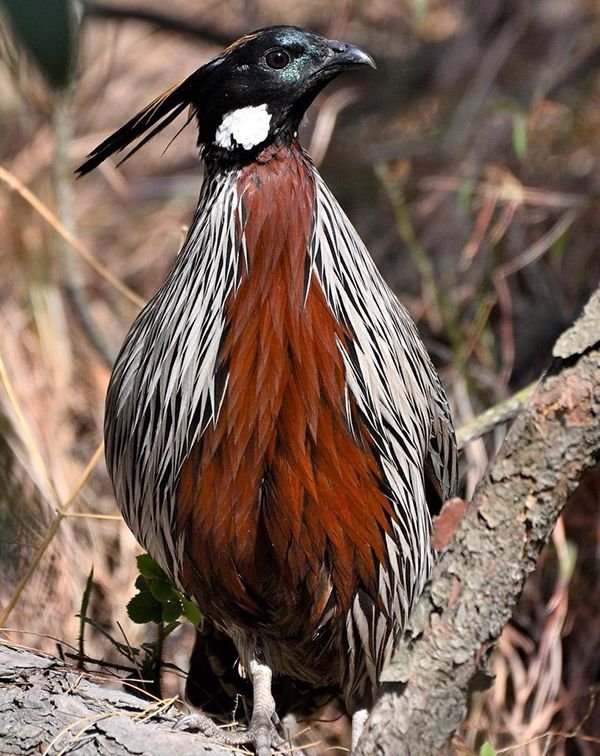 Birdwatching in Uttarakhand