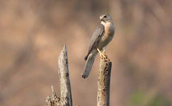 Uttarakhand Birding Tours