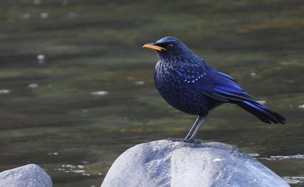 Birding Adventures in Uttarakhand