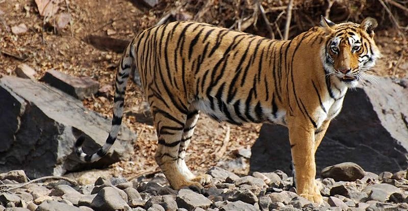 book your Jim Corbett Tiger Safari