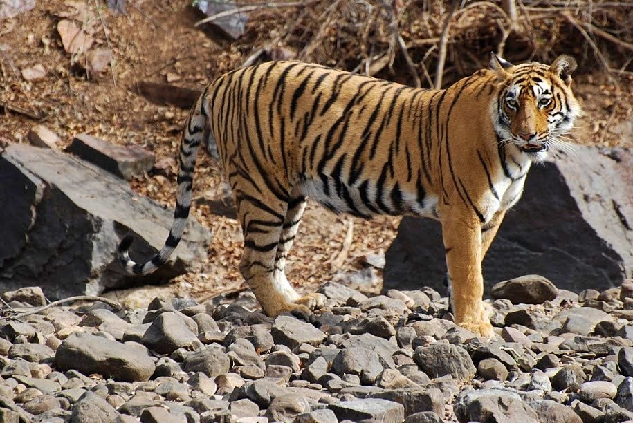 Ranthambore national park