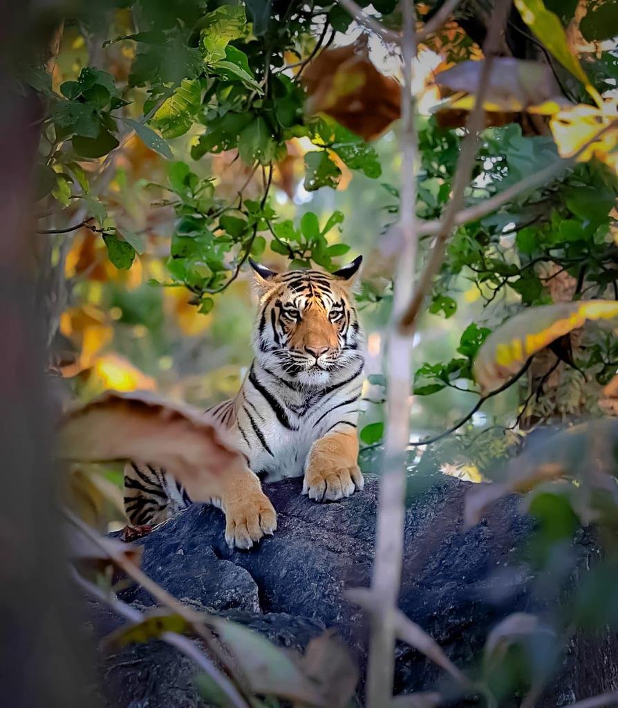 Ranthambore park -Tigar safari
