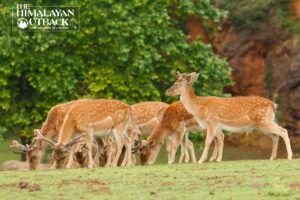 Indian Wildlife