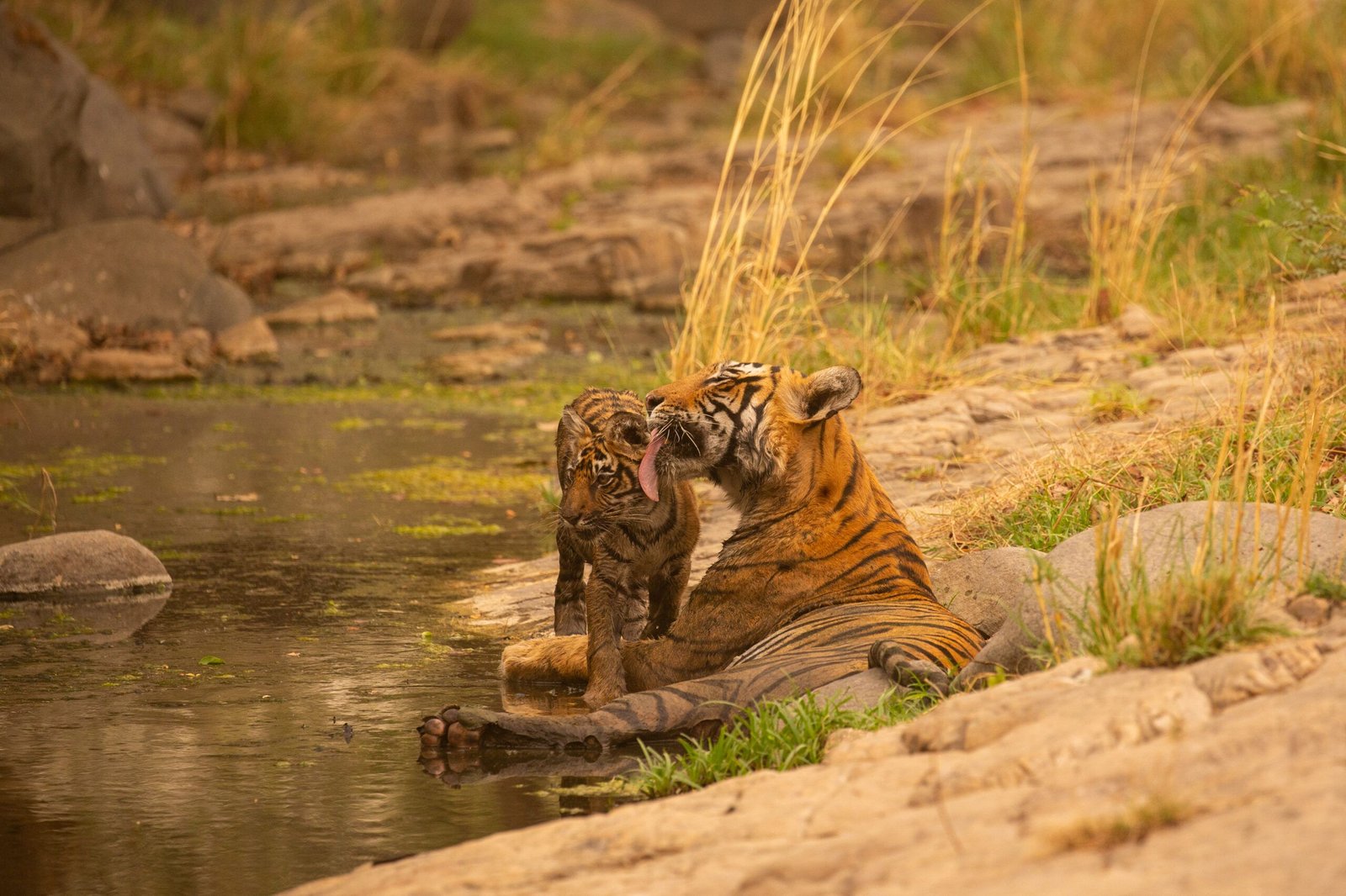 Corbett National Park