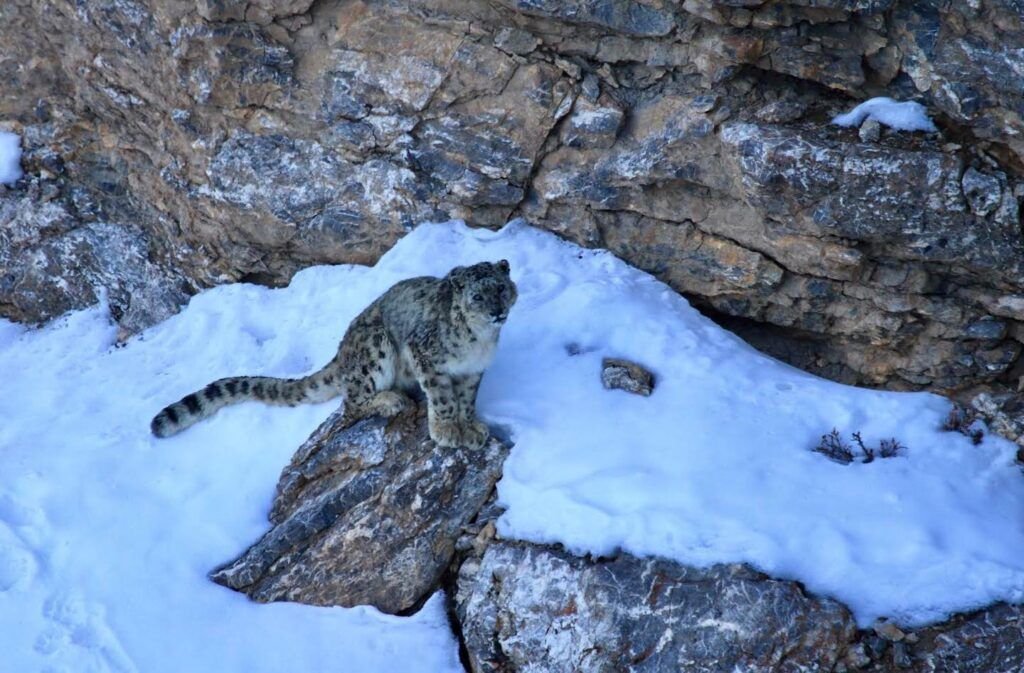 The Elusive Snow Leopard In Spiti Valley- Himalayan OutBack