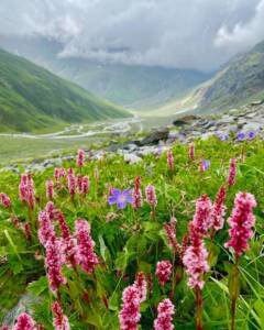 Valley of Flowers