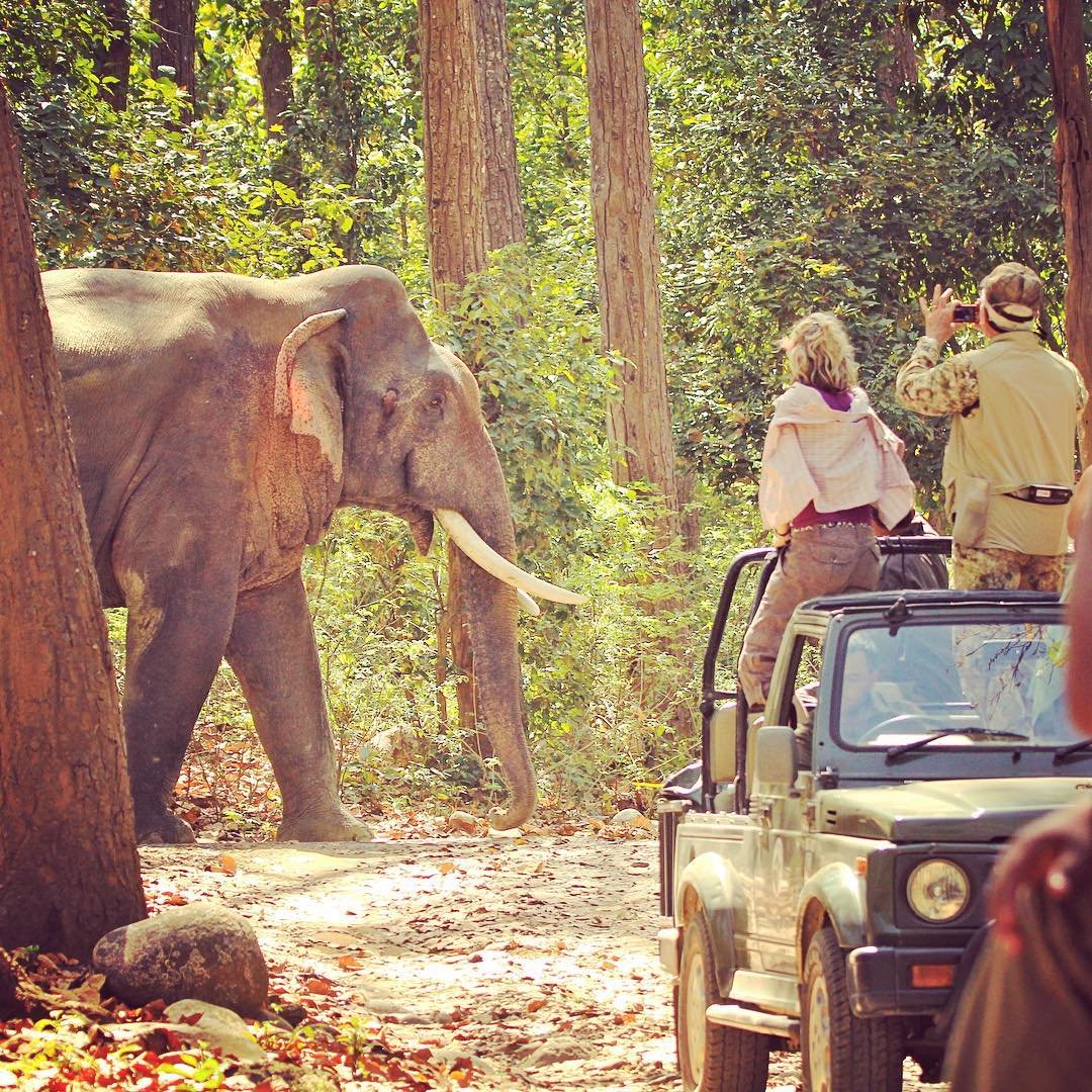 wildlife safari in India