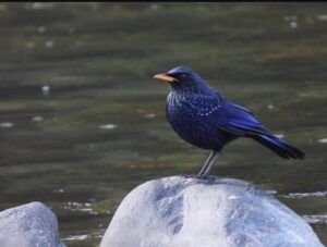 Birdwatching in GHNP