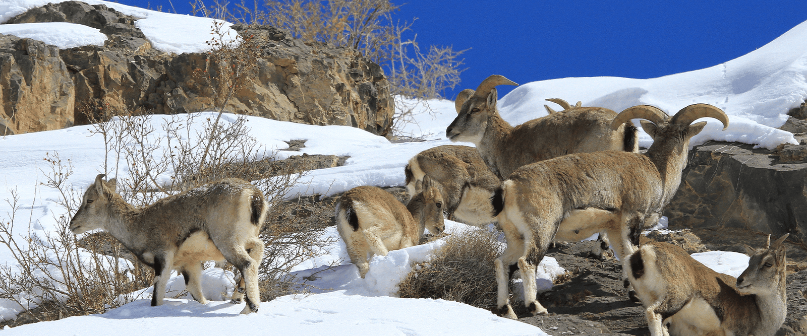 Wildlife Sightings in Great Himalayan National Park