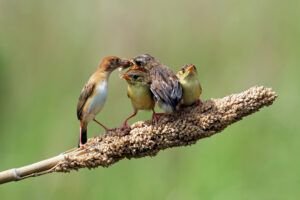 birdwatching safari