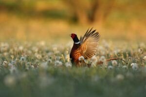 birdwatching in Uttarakhand