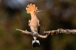 Top Bird Watching Destinations in Uttarakhand Where to Go and What to See