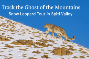 snow leopard tour in Spiti