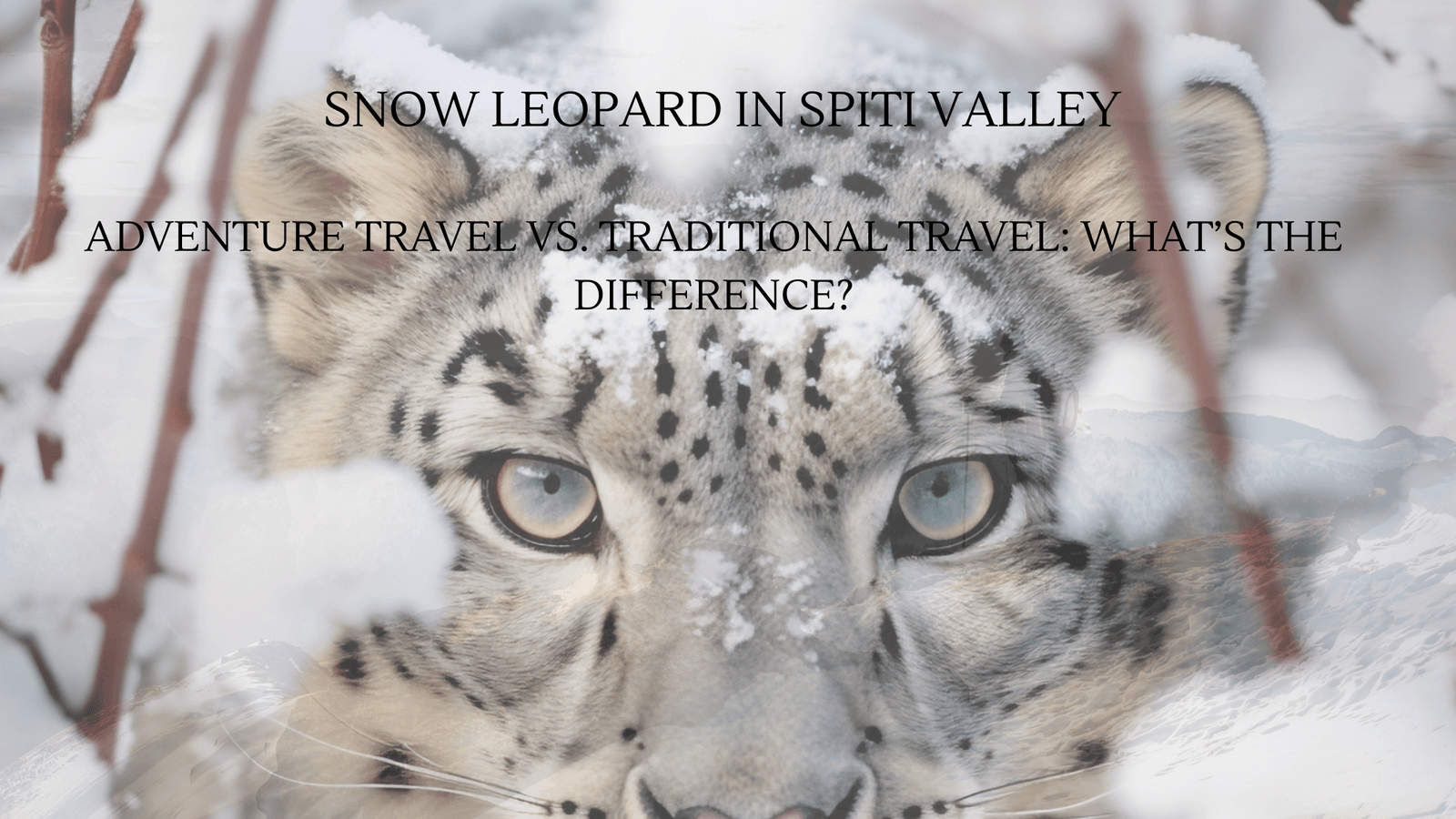 snow leopards
