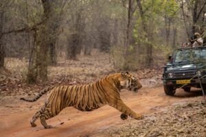 Indian Wildlife Safari