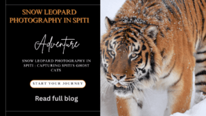 snow leopard photography in Spiti