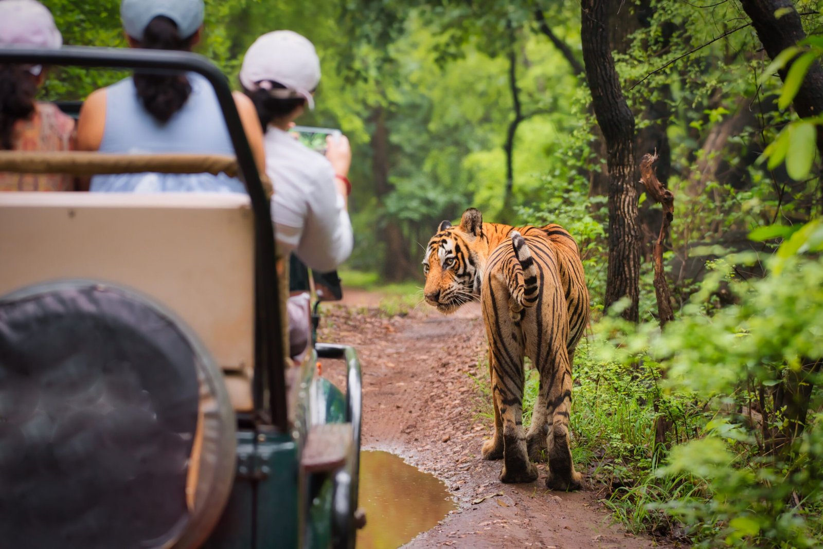Wildlife Safari in India