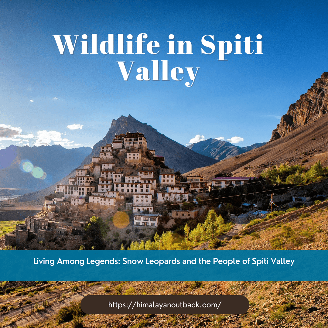 Wildlife in Spiti Valley