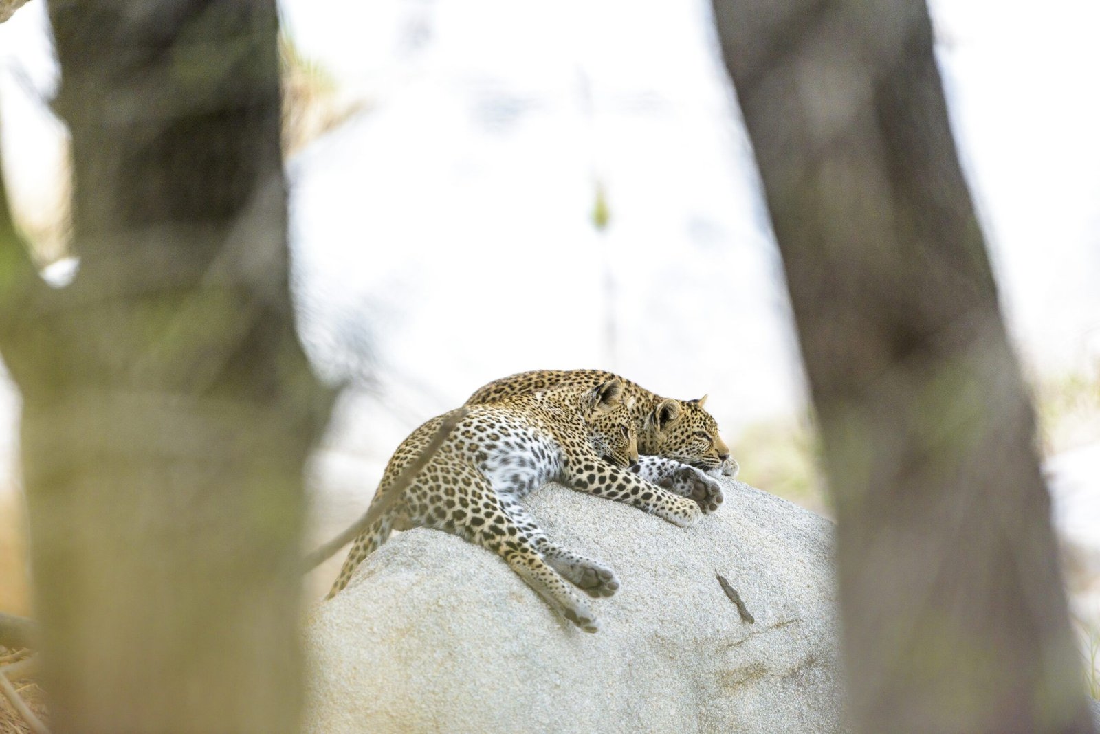 Spotting a Snow Leopard in Spiti Valley