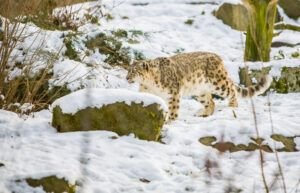 Snow Leopard Conservation