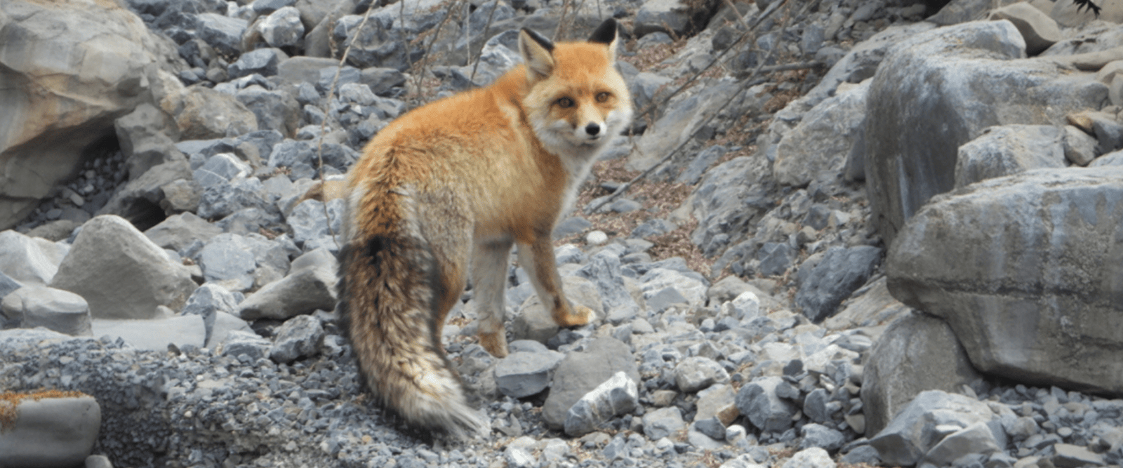 Himalayan-outback (1)