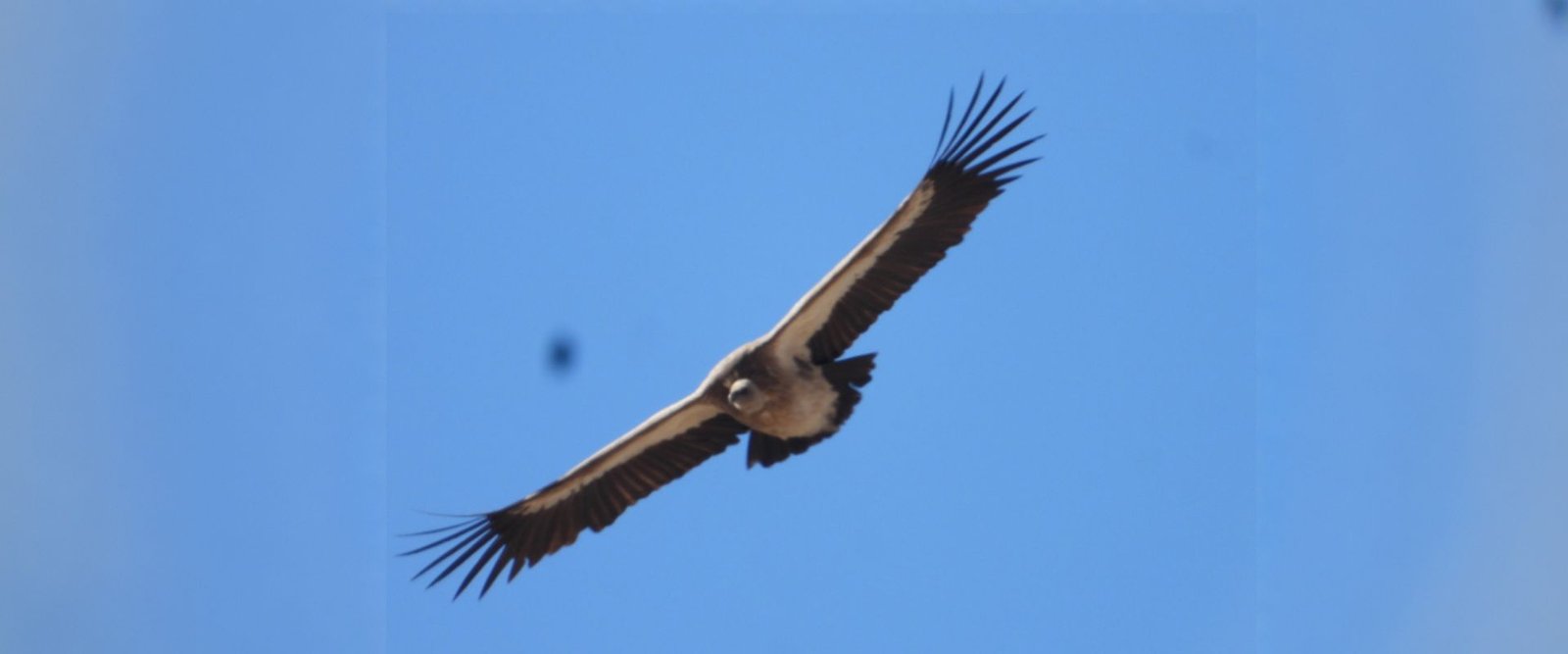 Himalayan-outback (11)