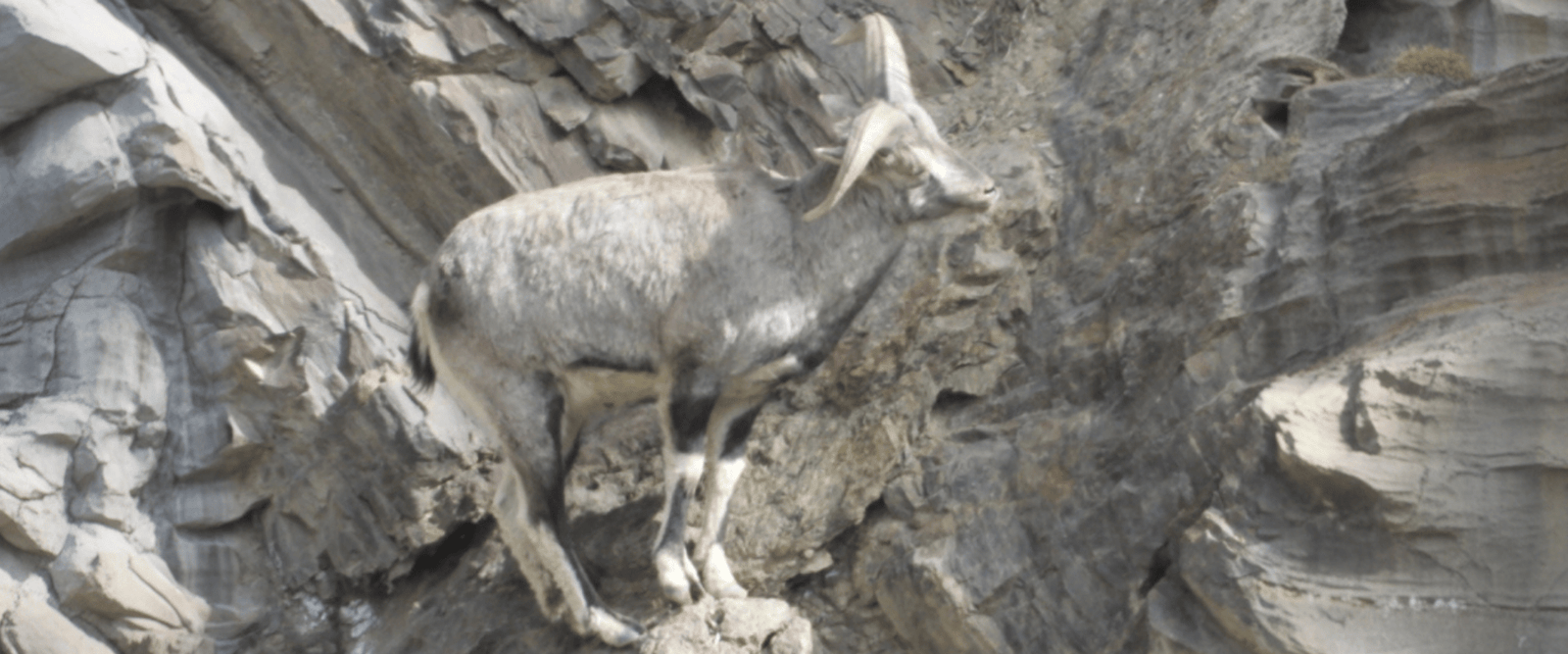 Himalayan-outback (2)