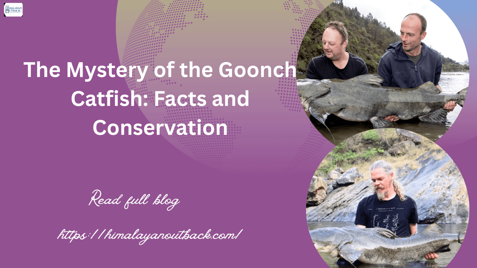 Goch Insect The Mystery of the Goonch Catfish: Facts & Conservation Himalayan OutBack