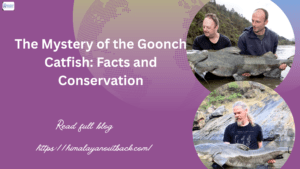 Goonch Catfish