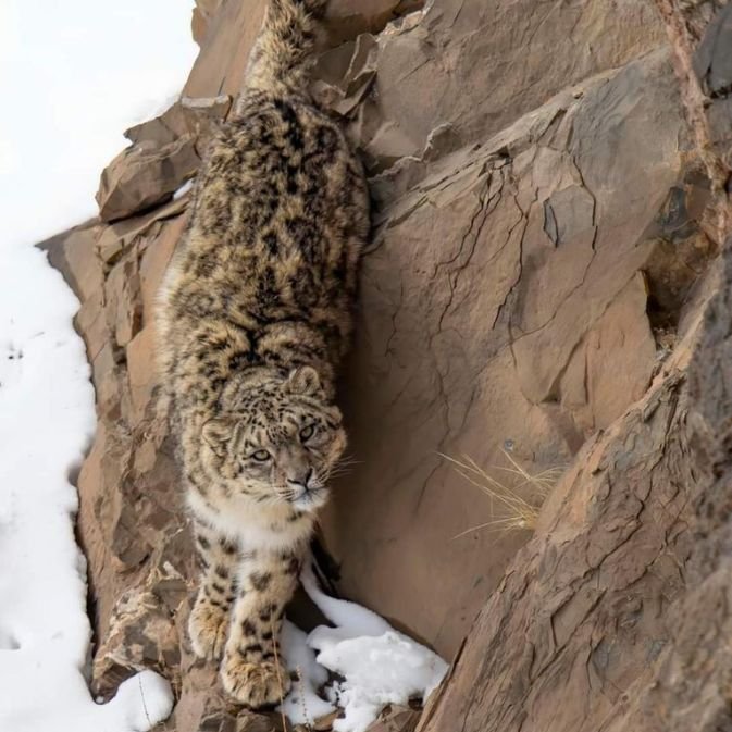 Snow Leopard Expedition (1)
