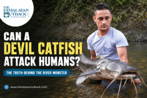 Can a Devil Catfish Attack Humans