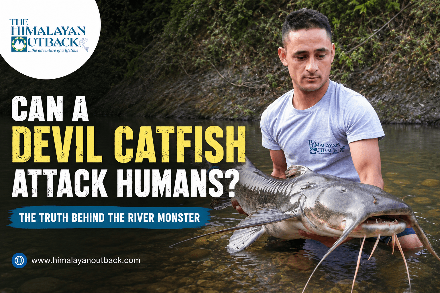 Can a Devil Catfish Attack Humans